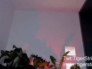 Tigerstripes_ April 18, 2025